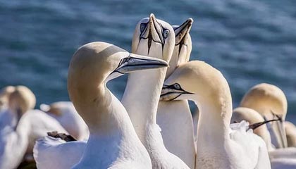 体育博彩-崔康熙：老队员的能力和经验能帮助球队打好德比战